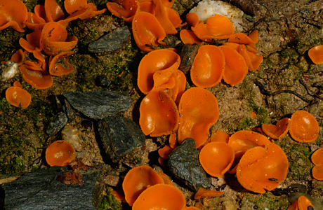 Gemeiner Orangebecherling (Aleuria aurantia) - © Heinz Prelicz